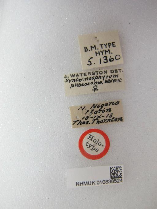 Syntomosphyrum phaeosoma Waterston, 1915 - 010838524_Labels