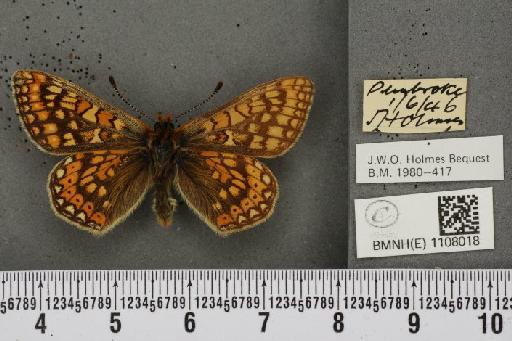 Euphydryas aurinia (Rottemburg, 1775) - BMNHE_1108018_22338