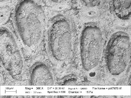 Einhornia crustulenta (Pallas, 1766) - PI D 51073 – Einhornia crustulenta