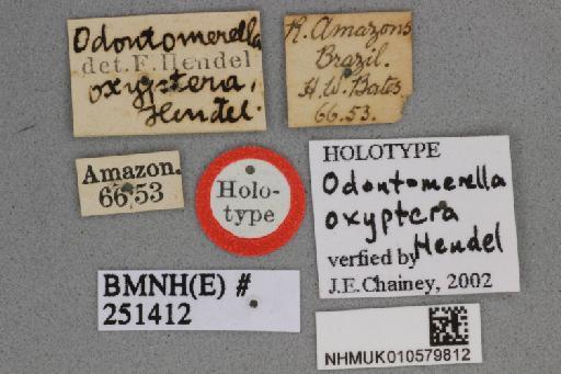 Odontomerella oxyptera Hendel & Hendel, 1912 - Odontomerella oxyptera NHMUK 010579812 holotype male labels