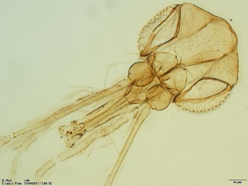 Lutzomyia (Coromyia) isovespertilionis Fairchild & Hertig, 1958 - Lutzomyia_isovespertilionis-BMNHH(E)1721986_PT-male_head-10x.tif