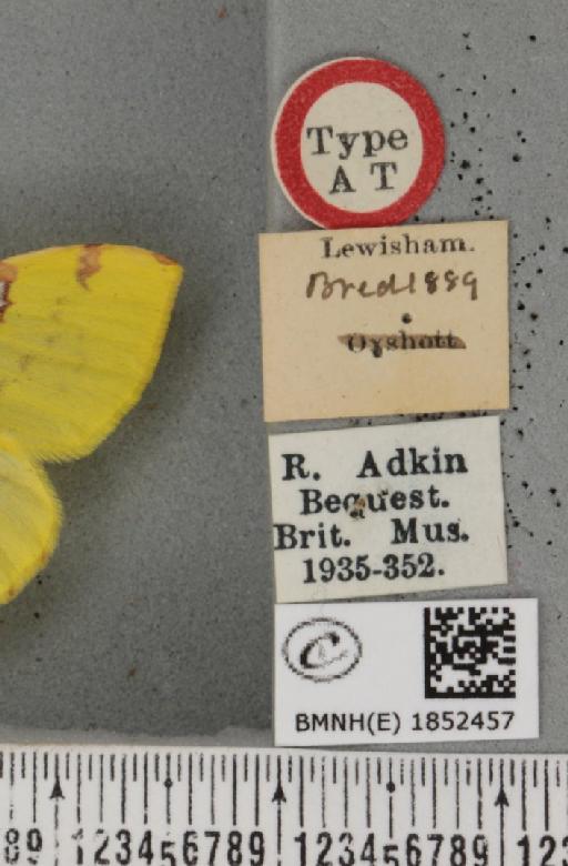 Opisthograptis luteolata ab. apicolutea Cockayne, 1950 - BMNHE_1852457_label_428027