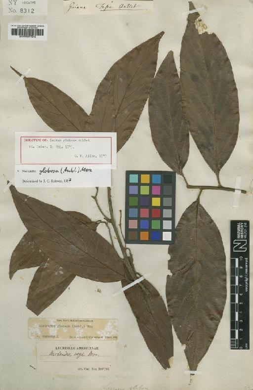 Nectandra globosa (Aubl.) Mez - BM000947248