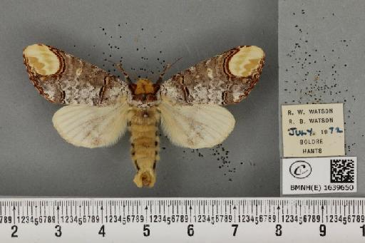 Phalera bucephala bucephala (Linnaeus, 1758) - BMNHE_1639650_208804
