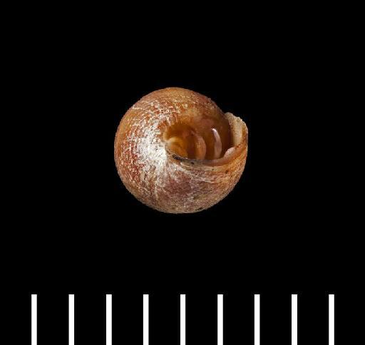 Ophicardelus (Laimodonta) layardi subterclass Tectipleura H. Adams & A. Adams, 1855 - Ophicardelus (Laimodonta) layardi Adams & A. Adams, 1854 - SYNTYPES - 196980