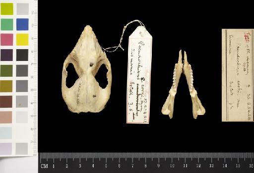 Pseudocheirus (Pseudocheirus) peregrinus - 1855.12.24.213_Skull_Dorsal