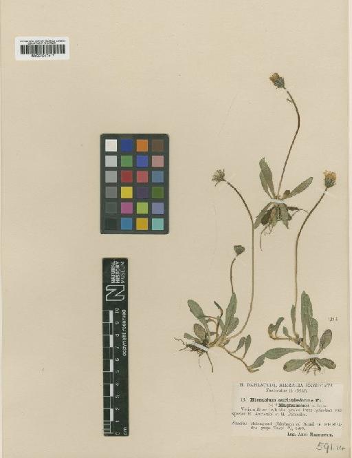 Hieracium schultesii subsp. magnussonii Dahlst. - BM001047417