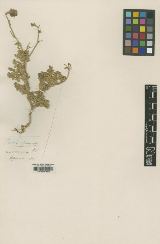 Cristaria pannosa Philippi - BM000603904