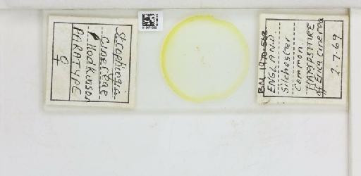 Strophingia cinerea Hodkinson, 1971 - 013471582_117219_1146780_835815_Type