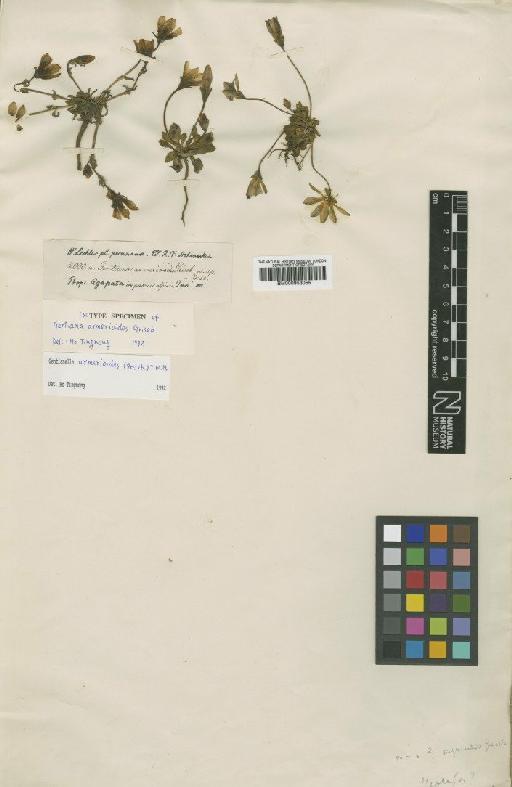 Gentianella armerioides (Griseb.) J.S.Pringle - BM000953055