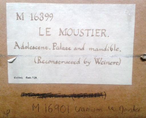 Homo neanderthalensis King, 1864 - PV M 16899 Original box label