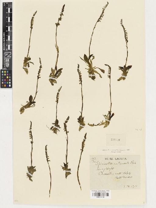 Spiranthes spiralis (L.) Chevall. - BM001110169