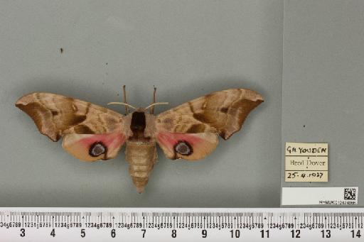 Smerinthus ocellata ocellata (Linnaeus, 1758) - NHMUK_010474966_525257