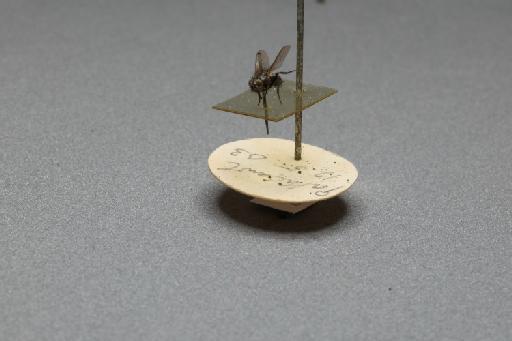 Sarcophaga (Myorhina) nigriventris Meigen, 1826 - 015092549_additional_3