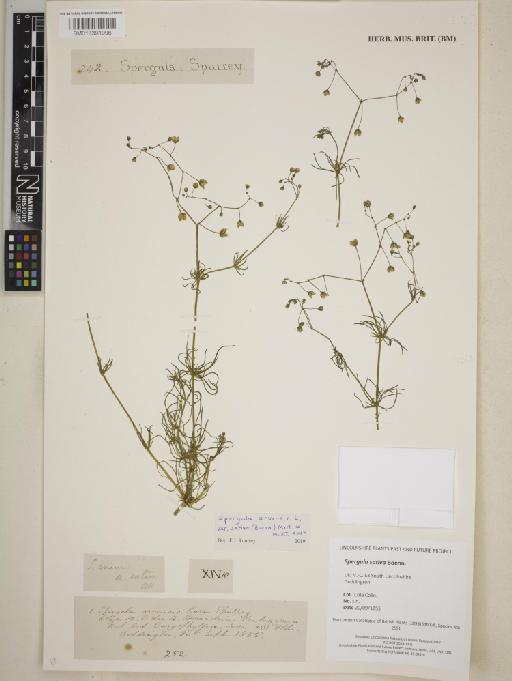 Spergula arvensis var. sativa L. - BM013391996