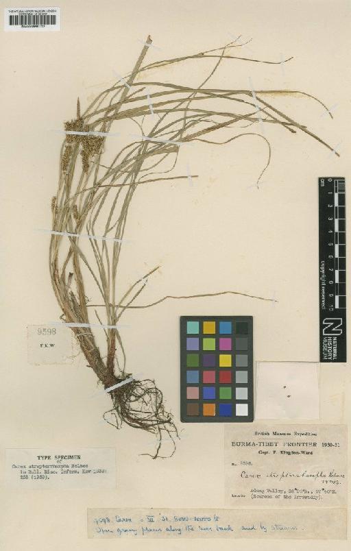 Carex streptorrhampha Nelmes - BM000959172