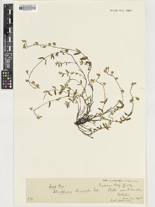 Helianthemum nummularium (L.) Mill - BM001037916