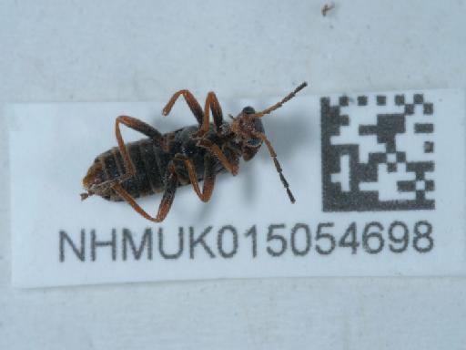 Cantharis (Cantharis) flavilabris Fallén, 1807 - 015054698_3