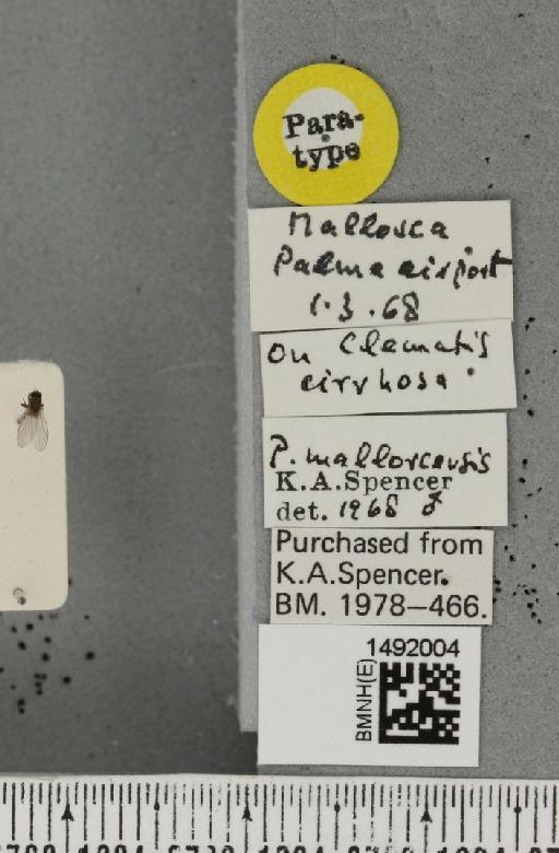 Phytomyza mallorecensis Spencer, 1969 - BMNHE_1492004_label_53704