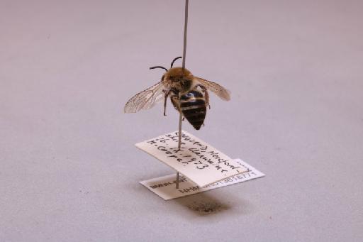 Colletes Latreille, 1802 - 013618771_additional_2