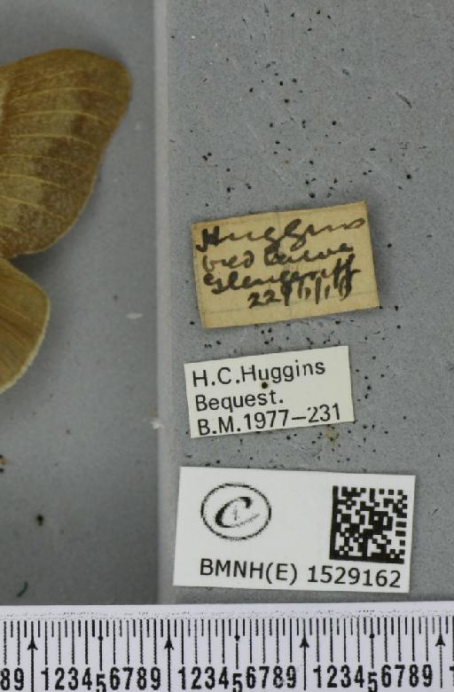 Macrothylacia rubi (Linnaeus, 1758) - BMNHE_1529162_label_196657