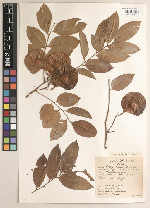 Pterocarpus macrocarpus Kurz - BM013406613