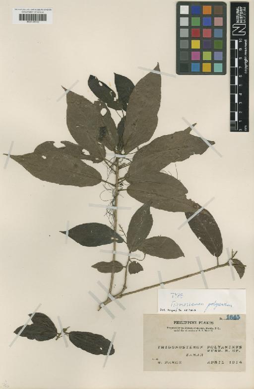 Trigonostemon polyanthus Merr. - BM001209708