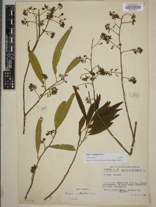 Boscia salicifolia Oliv. - BM000802472