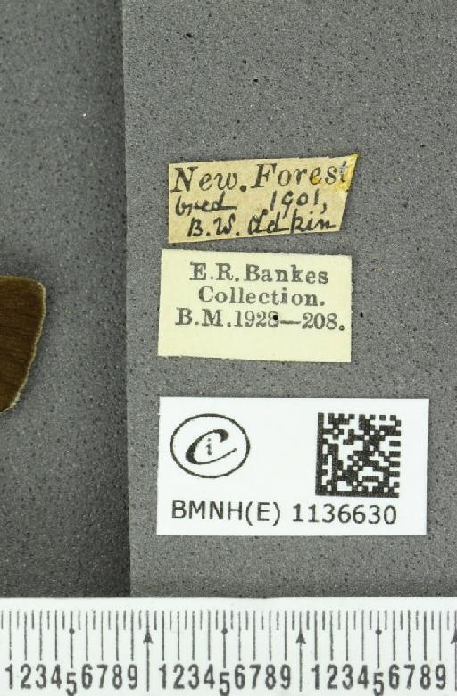 Neozephyrus quercus (Linnaeus, 1758) - BMNHE_1136630_label_94370