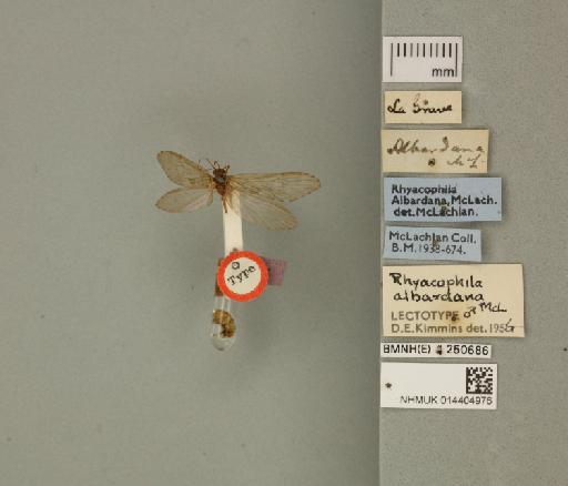 Rhyacophila albardana McLachlan, 1879 - 014404976_175588_1755846