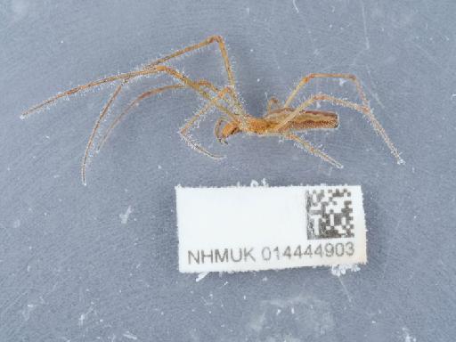 Tetragnatha Latreille, 1804 - 014444903_2