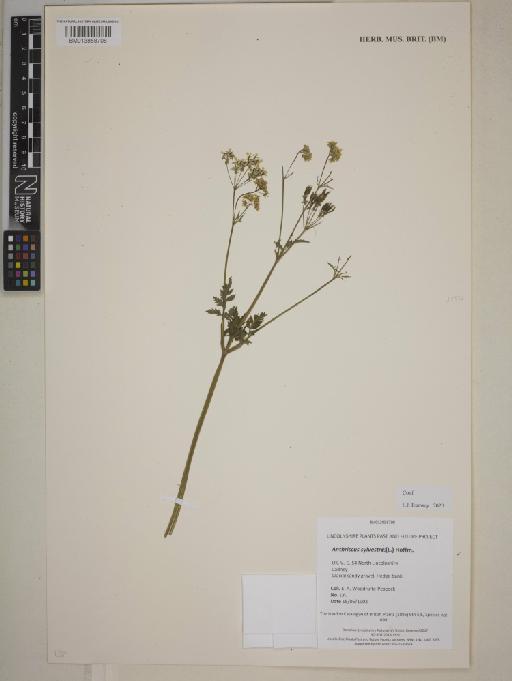 Anthriscus sylvestre (L.) Hoffm. - BM013858708