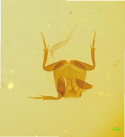 Aphodiinae Leach, 1815 - 010189799___1