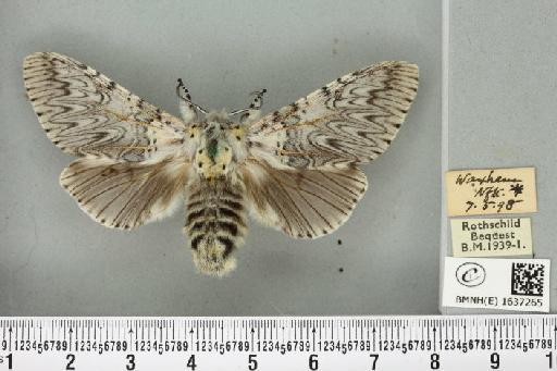 Cerura vinula (Linnaeus, 1758) - BMNHE_1637265_207398