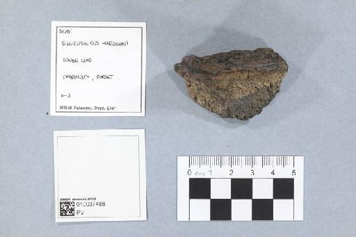 Scelidosaurus harrisoni Owen, 1861 - 010037488_L010093578