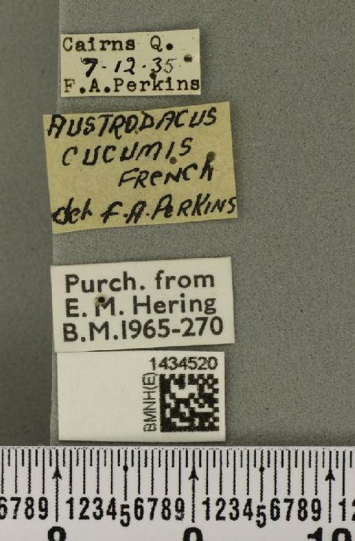 Bactrocera (Austrodacus) cucumis (French, 1907) - BMNHE_1434520_label_28388