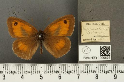 Pyronia tithonus britanniae (Verity, 1914) - BMNHE_1090526_833