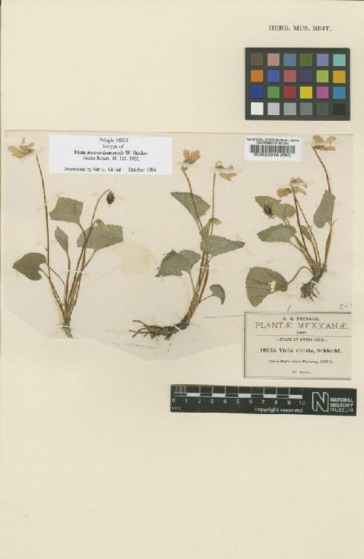 Viola nuevo-leonensis W.Becker - BM000529918