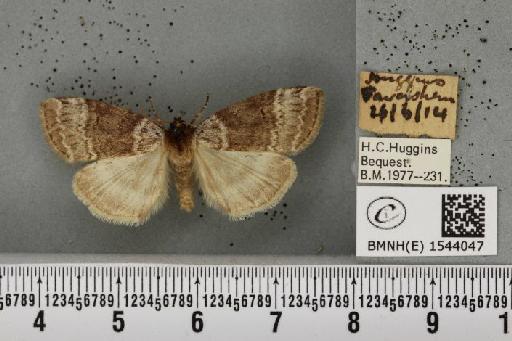 Tetheella fluctuosa (Hübner, 1803) - BMNHE_1544047_236686