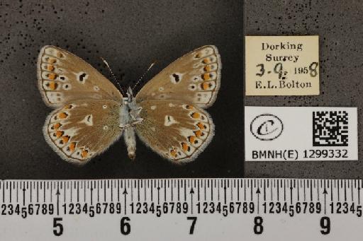 Polyommatus icarus icarus ab. obsoleta Gillmer, 1908 - BMNHE_1299332_150300
