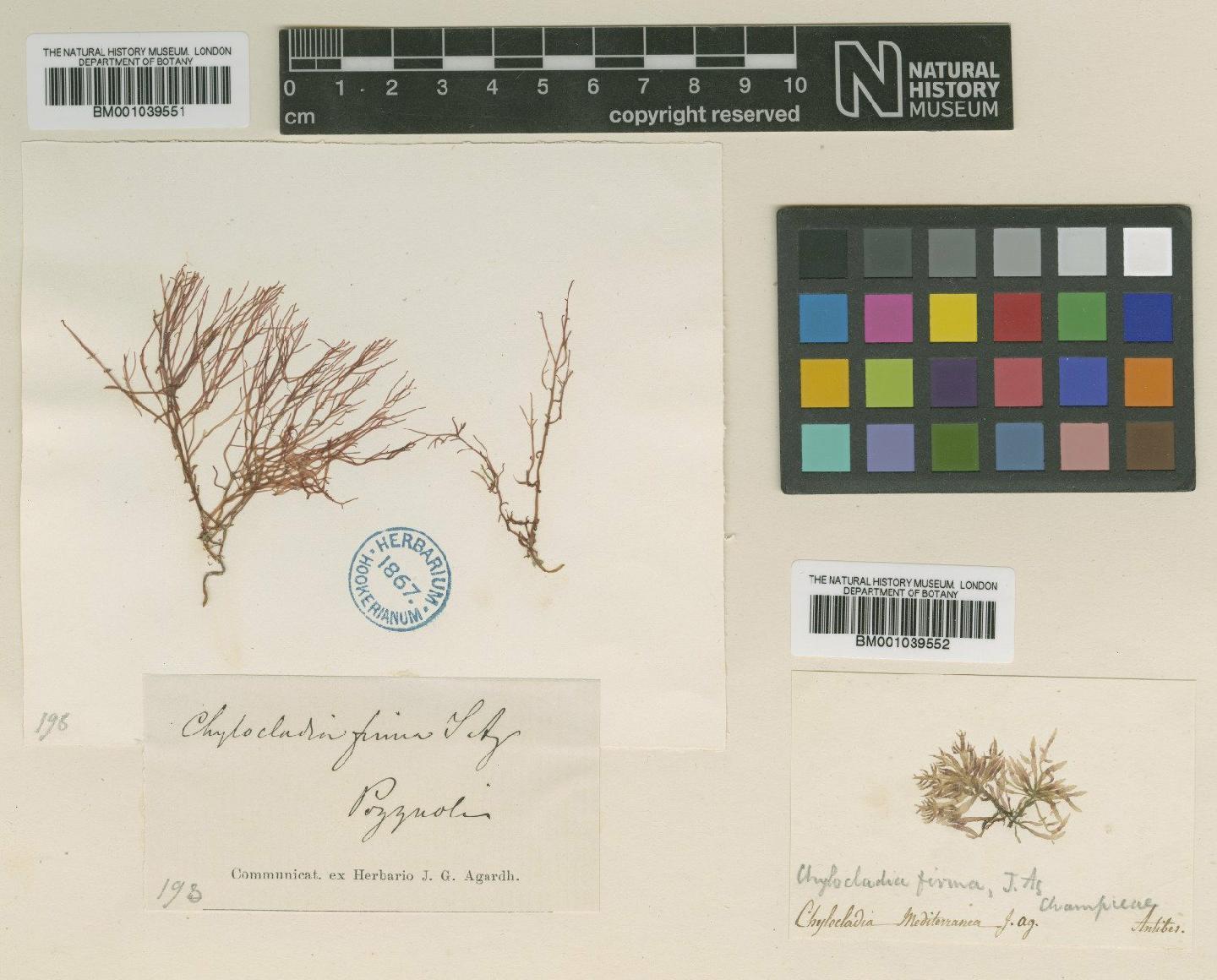 To NHMUK collection (Lomentaria firma (J.Agardh) Falkenb.; TYPE; NHMUK:ecatalogue:723171)