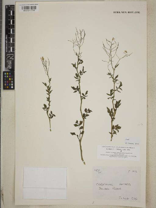 Cardamine amara L. - BM013411788