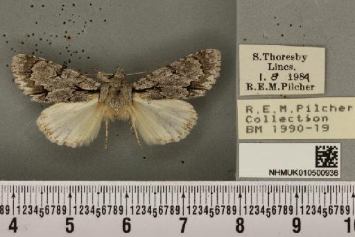 Acronicta psi ab. suffusa Tutt, 1888 - NHMUK_010500936_560115