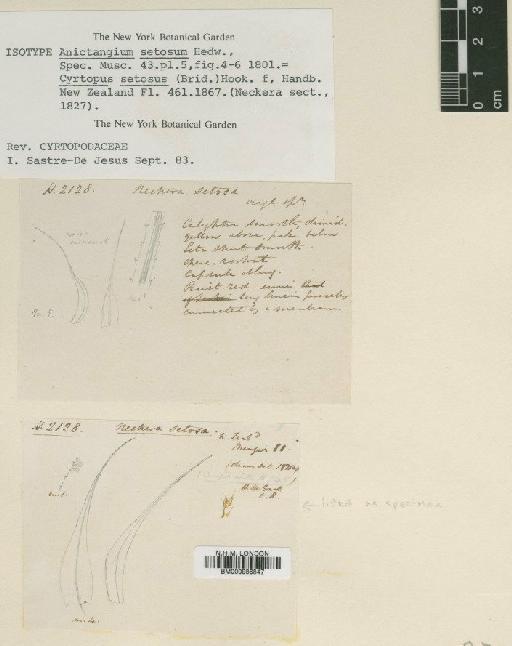 Cyrtopus setosus (Hedw.) Hook.f. - BM000986847