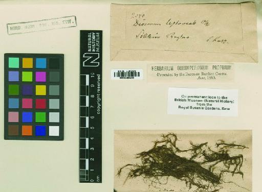 Dicranum leptocaulon Müll.Hal. - BM000866098