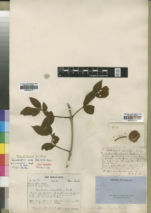 Combretum molle R.Br. ex G.Don - BM000902101