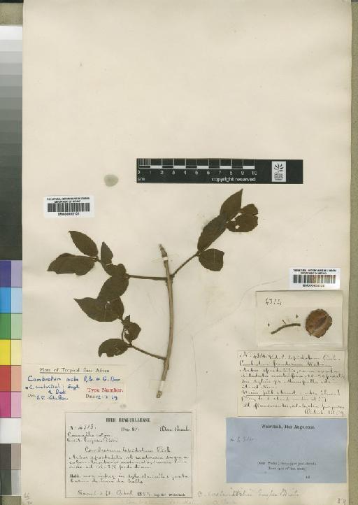 Combretum molle - BM000902101