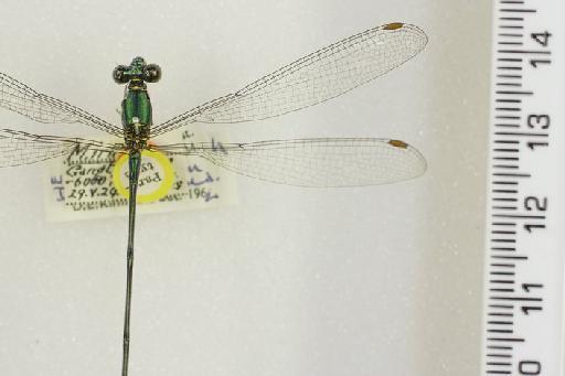 Megalestes irma Fraser, 1926 - BMNHE_1201795-Megalestes_irma-paratype-male