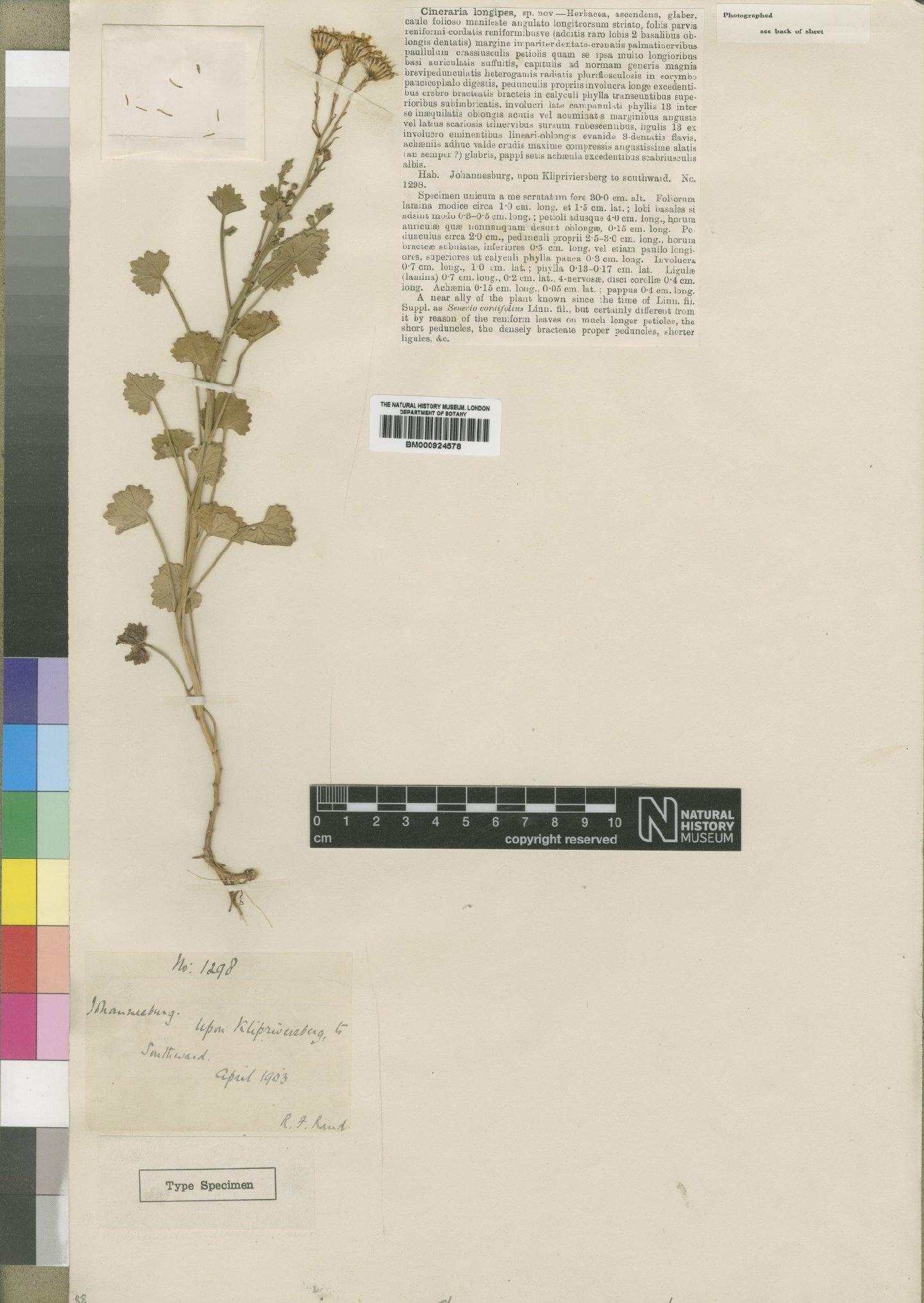 To NHMUK collection (Cineraria longipes Moore; Type; NHMUK:ecatalogue:4529591)