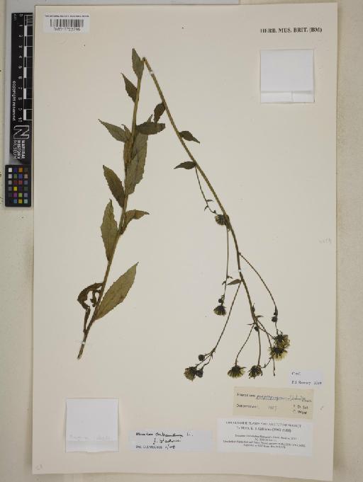 Hieracium sabaudum f. bladonii (Pugsley) P.D.Sell - BM013722799
